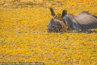 chum-anh-giai-thuong-nhiep-anh-nikon-comedy-wildlife-05-024.jpg
