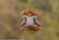 chum-anh-giai-thuong-nhiep-anh-nikon-comedy-wildlife-05-09.jpg