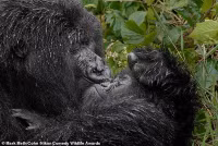 chum-anh-giai-thuong-nhiep-anh-nikon-comedy-wildlife-05-034.jpg