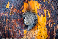 chum-anh-giai-thuong-nhiep-anh-nikon-comedy-wildlife-05-035.jpg