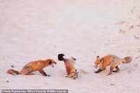 chum-anh-giai-thuong-nhiep-anh-nikon-comedy-wildlife-05-031.jpg