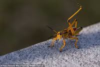 chum-anh-giai-thuong-nhiep-anh-nikon-comedy-wildlife-05-032.jpg