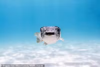 chum-anh-giai-thuong-nhiep-anh-nikon-comedy-wildlife-05-026.jpg