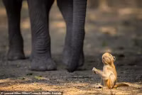 chum-anh-giai-thuong-nhiep-anh-nikon-comedy-wildlife-05-027.jpg