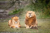 chum-anh-giai-thuong-nhiep-anh-nikon-comedy-wildlife-05-012.jpg