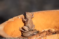 chum-anh-giai-thuong-nhiep-anh-nikon-comedy-wildlife-05-023.jpg