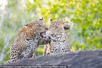 chum-anh-giai-thuong-nhiep-anh-nikon-comedy-wildlife-05-036.jpg