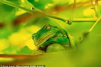 chum-anh-giai-thuong-nhiep-anh-nikon-comedy-wildlife-05-037.jpg