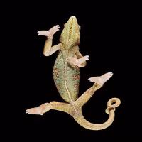 chum-anh-dong-vat-hai-huoc-nhin-tu-ben-duoi-05.jpg