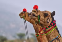 chum-anh-hoi-cho-lac-da-o-pushkar-an-do-1105-04.jpg