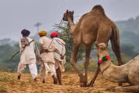 chum-anh-hoi-cho-lac-da-o-pushkar-an-do-1105-07.jpg