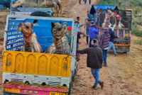 chum-anh-hoi-cho-lac-da-o-pushkar-an-do-1105-010.jpg