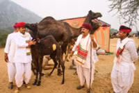 chum-anh-hoi-cho-lac-da-o-pushkar-an-do-1105-020.jpg