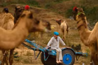 chum-anh-hoi-cho-lac-da-o-pushkar-an-do-1105-02.jpg