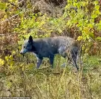 bi-an-cho-hoang-long-xanh-xuat-hien-tai-tham-hoa-hat-nhan-chernobyl-2.jpg