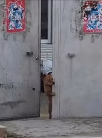 chum-anh-dong-vat-hai-huoc-311005-029.jpg
