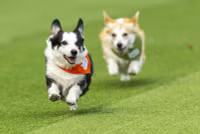 chum-anh-cuoc-dua-cho-corgi-quoc-te-lithuania-2025-04.jpg