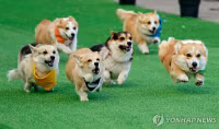 chum-anh-cuoc-dua-cho-corgi-quoc-te-lithuania-2025-10.jpg
