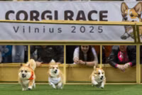 chum-anh-cuoc-dua-cho-corgi-quoc-te-lithuania-2025-05.jpg