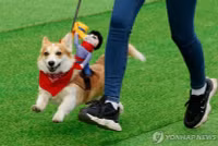 chum-anh-cuoc-dua-cho-corgi-quoc-te-lithuania-2025-21.jpg