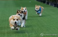 chum-anh-cuoc-dua-cho-corgi-quoc-te-lithuania-2025-12.jpg