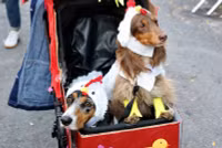 chum-anh-nhung-chu-cho-halloween-05-013.jpg