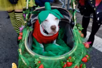 chum-anh-nhung-chu-cho-halloween-05-020.jpg