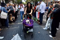 chum-anh-nhung-chu-cho-halloween-05-014.jpg