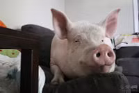 chum-anh-nhung-dong-vat-thong-minh-nhat-1105-010.jpg