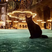 ngam-ve-de-thuong-va-tinh-nghich-cua-nhung-chu-meo-tren-duong-pho-istanbul-15.jpg