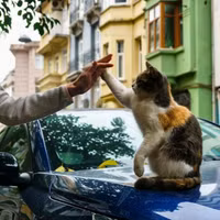 ngam-ve-de-thuong-va-tinh-nghich-cua-nhung-chu-meo-tren-duong-pho-istanbul-21.jpg