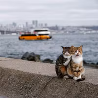 ngam-ve-de-thuong-va-tinh-nghich-cua-nhung-chu-meo-tren-duong-pho-istanbul.jpg