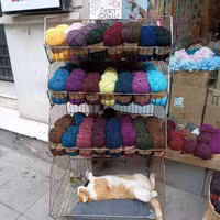 ngam-ve-de-thuong-va-tinh-nghich-cua-nhung-chu-meo-tren-duong-pho-istanbul-5.jpg