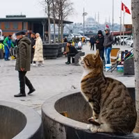 ngam-ve-de-thuong-va-tinh-nghich-cua-nhung-chu-meo-tren-duong-pho-istanbul-19.jpg