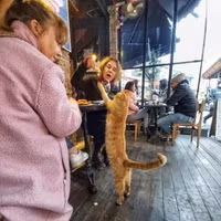 ngam-ve-de-thuong-va-tinh-nghich-cua-nhung-chu-meo-tren-duong-pho-istanbul-18.jpg