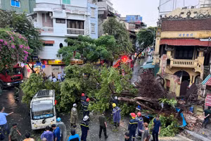 Giông lốc làm bật gốc nhiều cây lớn ở Hà Nội