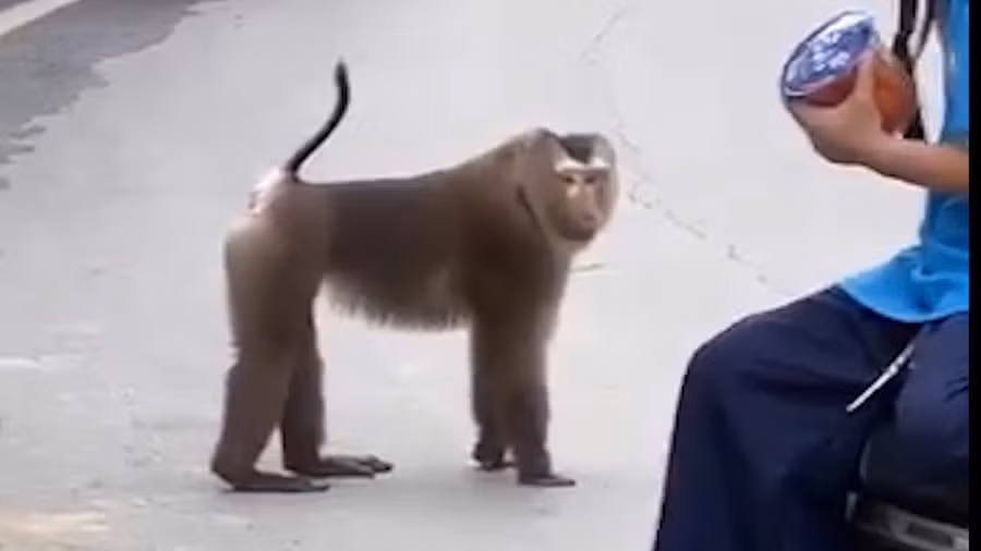 Khỉ hoang xuất hiện làm ảnh hưởng đến khu vực trường học và đời sống của người dân.