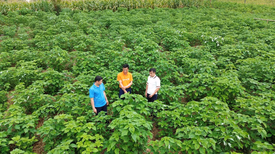 Cây gai xanh được ví như cây "xóa nghèo" của người dân vùng cao Đà Bắc.