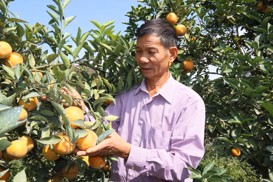 Nhờ kiên trì học hỏi kinh nghiệm, ông Chất đã vươn lên thoát nghèo và có thu nhập cao.