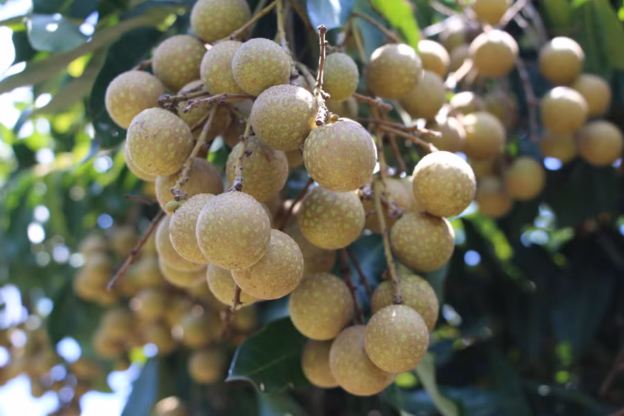 15.JPG