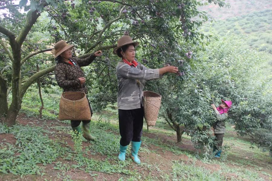 Người dân xã Phiêng Khoai có thu nhập cao từ trồng mận hậu.