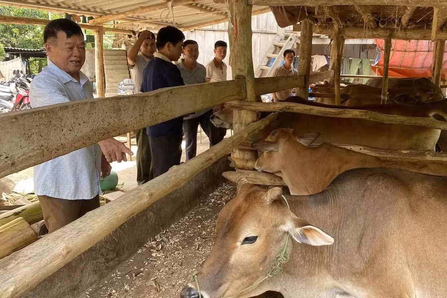 Người dân xã Chiềng Sai nuôi bò nhốt chuồng đem lại thu nhập cao.
