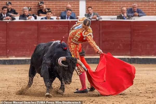 Nữ đấu sĩ 23 tuổi gây bất ngờ ở Madrid vì kỹ năng hạ bò tót