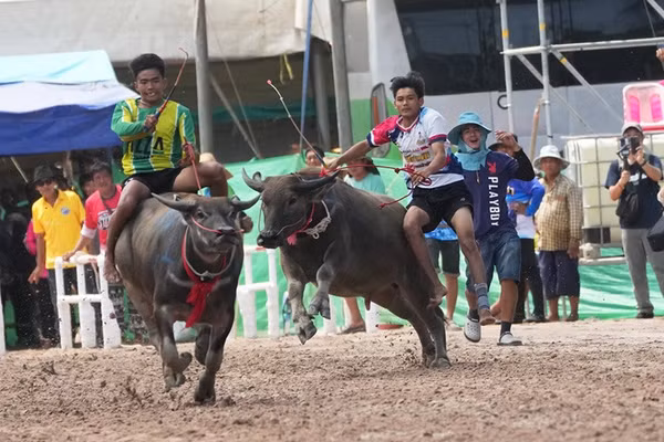 Đua trâu tại lễ hội Chonburi: Cuộc chơi không dành cho người yếu tim