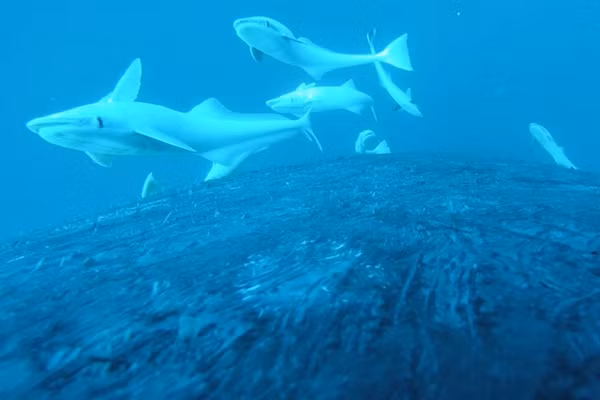 Cảnh hiếm: Cá remora cưỡi cá voi như lướt sóng giữa đại dương