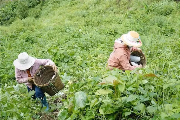Trồng bí xanh ở Điện Biên. Ảnh: Xuân Tư TTXVN