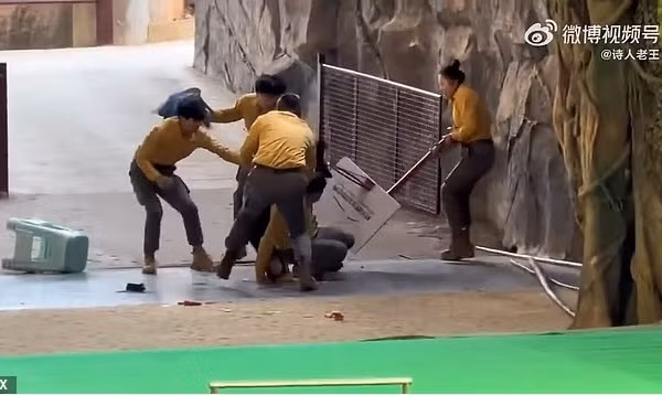 Khán giả hoảng loạn khi gấu đen quật ngã nhân viên giữa màn biểu diễn