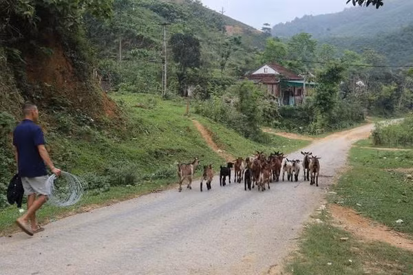 Thay đổi tư duy trong chăn nuôi giúp người dân nâng cao sản xuất, giảm nghèo. Ảnh: BNA