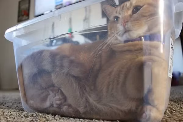 Hình ảnh mèo 'hóa lỏng' chui vào mọi ngóc ngách khiến dân mạng thích thú