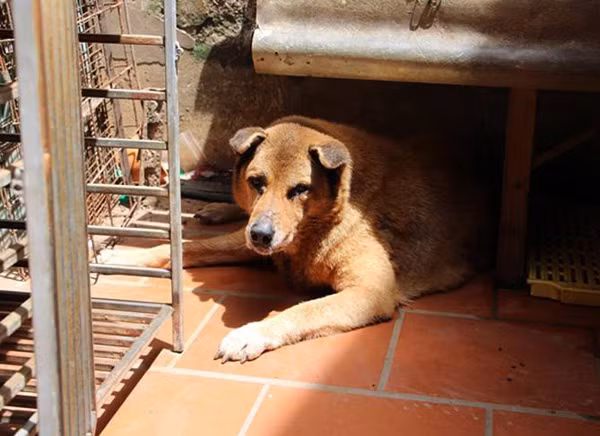 Chú chó béo nên rất ngại di chuyển